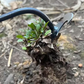 Multifunctional Garden Weeding Forks with Wooden Handle
