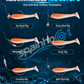 Simulation Earthworm Soft Fishing Lures Shrimp Scented Artificial Worm Baits for Freshwater and Saltwater Pack of 50 or 100