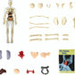 🧑‍🎄🎁Great Gift For Kids🧑‍⚕️Clear Human Body Structure Model