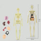 🧑‍🎄🎁Great Gift For Kids🧑‍⚕️Clear Human Body Structure Model