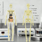 🧑‍🎄🎁Great Gift For Kids🧑‍⚕️Clear Human Body Structure Model