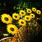 🌻50% OFF FLASH SALE ! Sunflower Solar Lights – Glowing Decor for Garden ✨🌿【Hurry Up】
