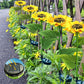 🌻50% OFF FLASH SALE ! Sunflower Solar Lights – Glowing Decor for Garden ✨🌿【Hurry Up】