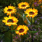 🌻50% OFF FLASH SALE ! Sunflower Solar Lights – Glowing Decor for Garden ✨🌿【Hurry Up】