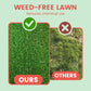 Grass Seeds for Lawn and Golf Course