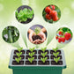 🔥Seed Starter Trays with Grow Light