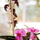 🌿 Electroculture antenna – increase yields by 70%, reduce pesticides, no fertilizer needed! ⚡🍀