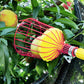 Fruit Picker Basket
