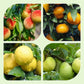 Fruit Picker Basket