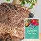💥Last Day Promotion 49%OFF💥 Slow-Release Organic Fertilizer In Stick Form For Indoor Plants