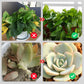 💥Last Day Promotion 49%OFF💥 Slow-Release Organic Fertilizer In Stick Form For Indoor Plants
